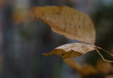 Last leaves of autumn