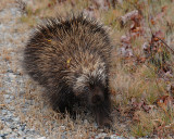 Young porcupine
