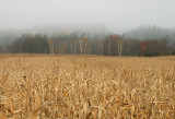 Fall field and fog
