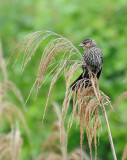 Red Winged Blackbird Female