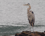 Great Blue Herron