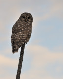 Barred owl (part II)