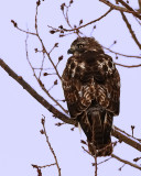 Young redtailed hawk