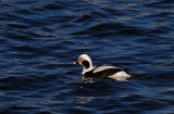Long tailed duck - winter plumage