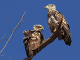 Immature bald eagles