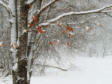 Windblown snow and oak