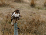 Young Redtailed Hawk