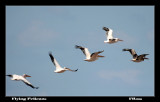 Flying Pelicans.jpg