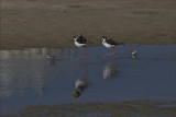 Stilts and Sandpipers.jpg
