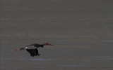 Black Stork.jpg