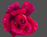 Raindrops  on a beautiful rose