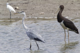 Grey Heron and Black Stork.jpg