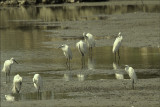 White Herons in Maayan Tzvi.jpg