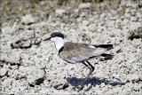 Grey Plover.jpg