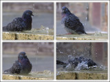 One Minute in the Life of a Pigeon.jpg