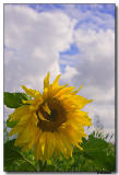 The Magestic Sunflower.jpg