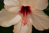 Hibiscus Macro