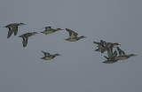 Teal flock in off the sea 