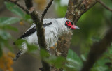 Masked Tityra (Tityra semifasciata) male