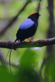 Long-tailed Manakin (Chiroxiphia linearis)