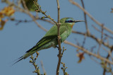 Blue-cheeked Bee-eater (Merops persicus)