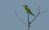 Blue-cheeked Bee-eater (Merops persicus)