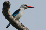 Woodland Kingfisher (Halcyon senegalensis)