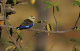 Blue-bellied Roller (Coracias cyanogaster)