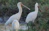 African Spoonbill (Platalea alba)