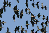 White-faced Whistling Ducks (Dendrocygna viduata)