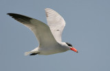 Caspian Tern (Sterna caspia)