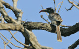 African Grey Hornbill (Tockus nasutus)