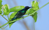 Splendid Sunbird (Cinnyris coccinigastrus) male