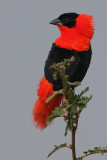 Northern Red Bishop (Euplectes franciscanus) male