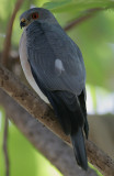 Male Shikra (Accipiter badius)