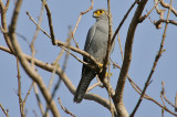 Grey Kestrel (Falco ardosiaceus)
