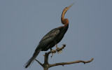 African Darter (Anhinga rufa)