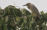 Black-crowned Night-Heron (Nycticorax nycticorax) immature