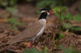 Black-headed Plover (Vanellus tectus)