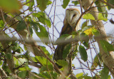 Barn Owl (Tyto alba)