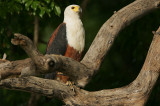 African Fish Eagle (Haliaeetus vocifer) Adult