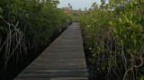 Makasutu mangrove walkway.
