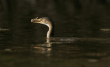 Long-tailed Cormorant (Phalacrocorax africanus)