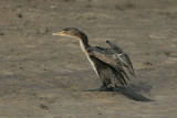 Long-tailed Cormorant (Phalacrocorax africanus)