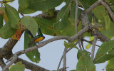Pygmy Sunbird (Anthodiaeta platura) displaying