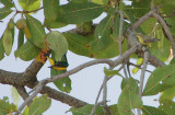 Pygmy Sunbird (Anthodiaeta platura) pair displaying