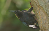 Green Wood Hoopoe (Phoeniculus purpureus) Immature