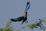 Blue-bellied Roller (Coracias cyanogaster) in flight