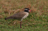 Black-headed Plover (Vanellus tectus)