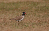 Black-headed Plover (Vanellus tectus)